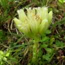 Image of Sempervivum globiferum subsp. arenarium (W. D. J. Koch) H.