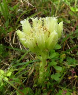 Imagem de Sempervivum globiferum subsp. arenarium (W. D. J. Koch) H.