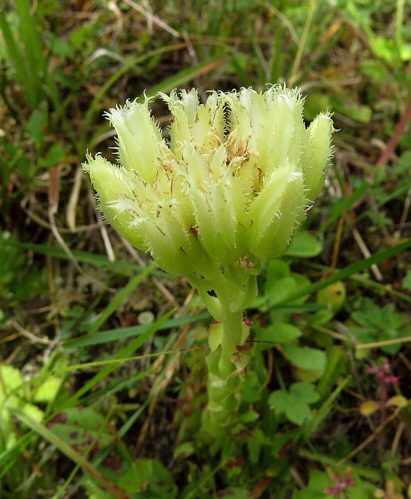 Image of Sempervivum globiferum subsp. arenarium (W. D. J. Koch) H.