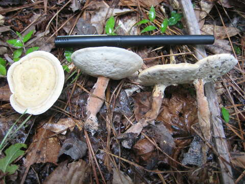 Image of Microporellus dealbatus (Berk. & M. A. Curtis) Murrill 1905