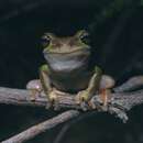 Image of Blue Mountains Tree Frog