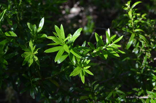 Imagem de Gaultheria tenuifolia (R. Phil.) Sleum.