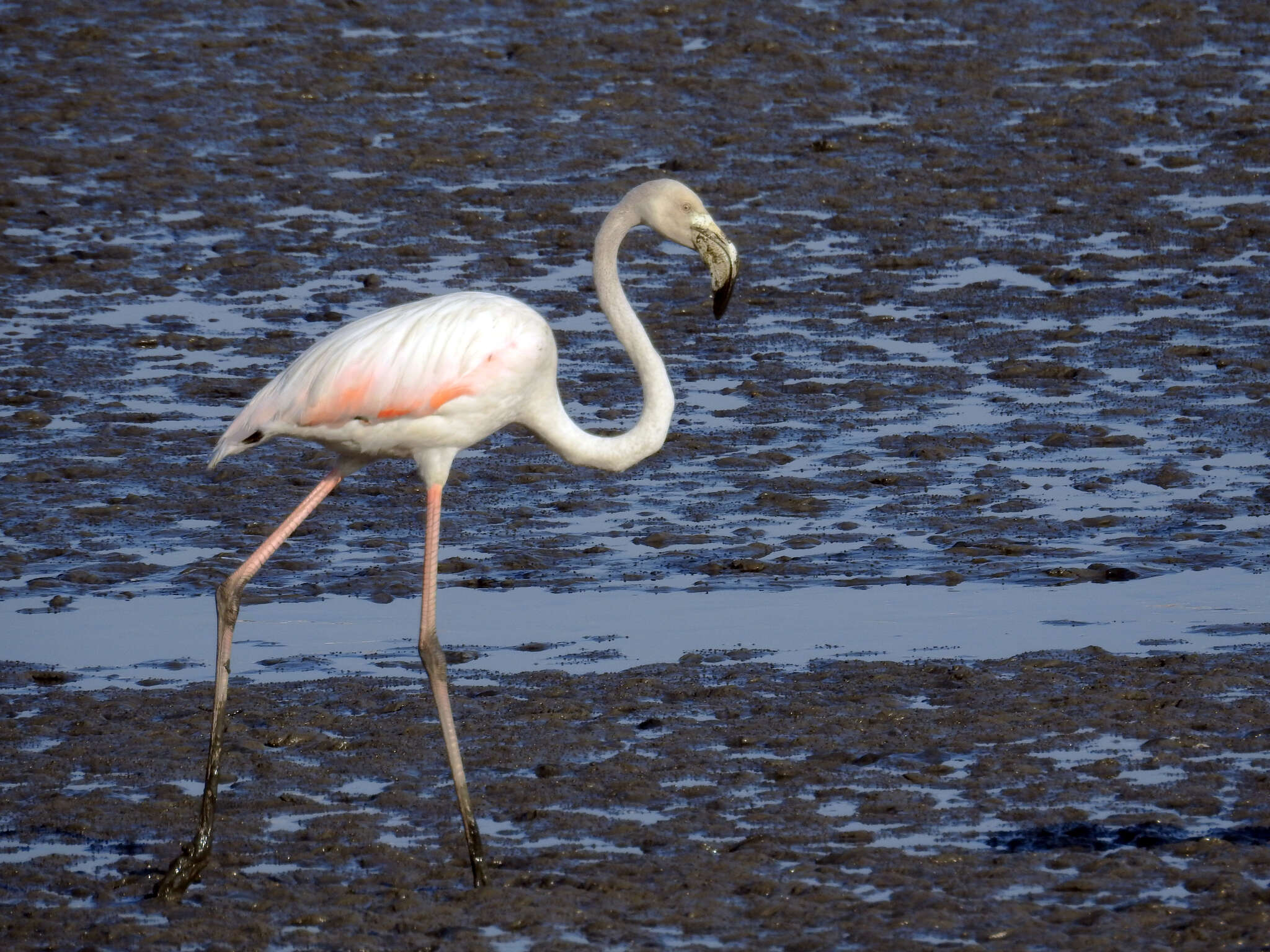 Imagem de Phoenicopterus roseus Pallas 1811