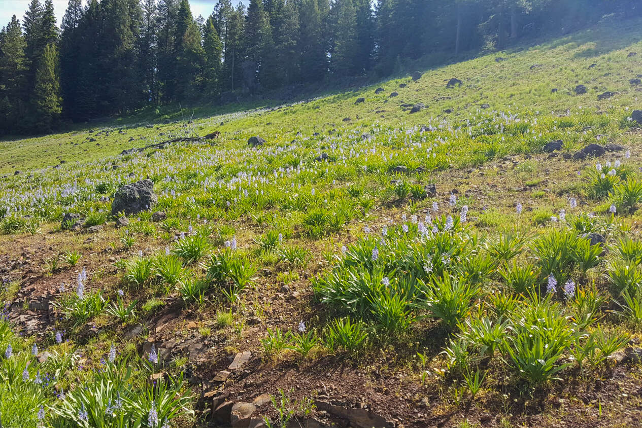 Image of Cusick's camas