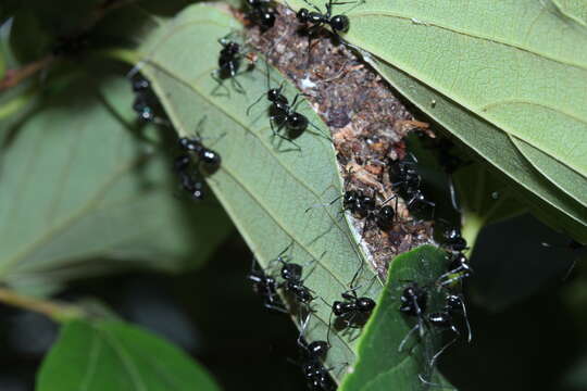 Image of Polyrhachis pilosa Donisthorpe 1938