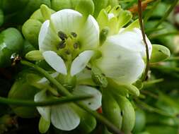 Image of Gentianella cerina (Hook. fil.) T. N. Ho & S. W. Liu