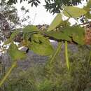 Image of Vernonanthura liatroides (A. DC.) H. Rob.