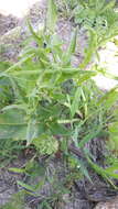 Image of Eminium spiculatum (Blume) Schott