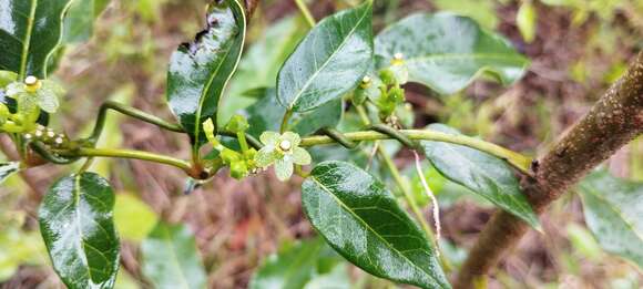 Matelea campechiana (Standl.) R. E. Woodson的圖片