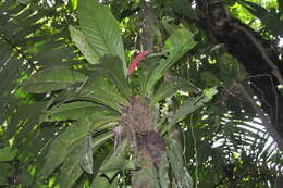 Image of Anthurium hacumense Engl.