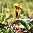 Imagem de Saxifraga flagellaris subsp. flagellaris