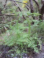 Image of Oenanthe pteridifolia Lowe