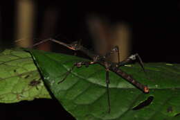 Image of Ceroys (Ceroys) perfoliatus (Gray & G. R. 1835)