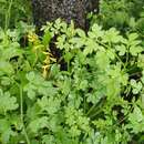 Image of Corydalis raddeana Regel