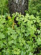 Image of Corydalis raddeana Regel