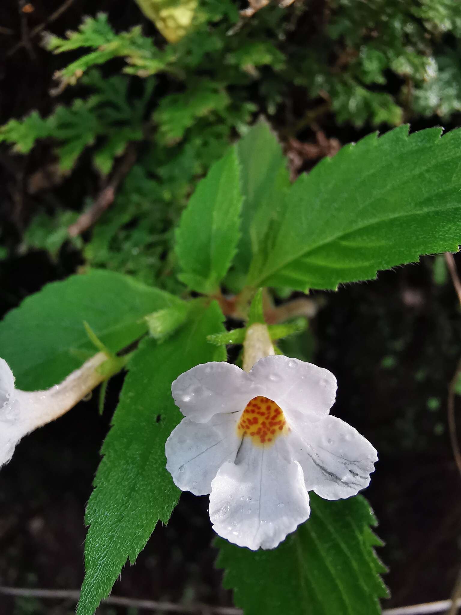 Image of Achimenes occidentalis C. V. Morton