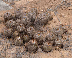 Image of Copiapoa cinerea (Phil.) Britton & Rose