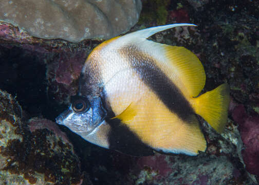 Image of Red Sea Bannerfish