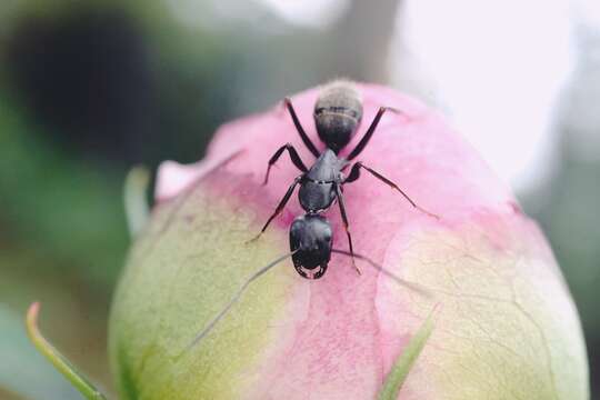 Image of Camponotus japonicus Mayr 1866