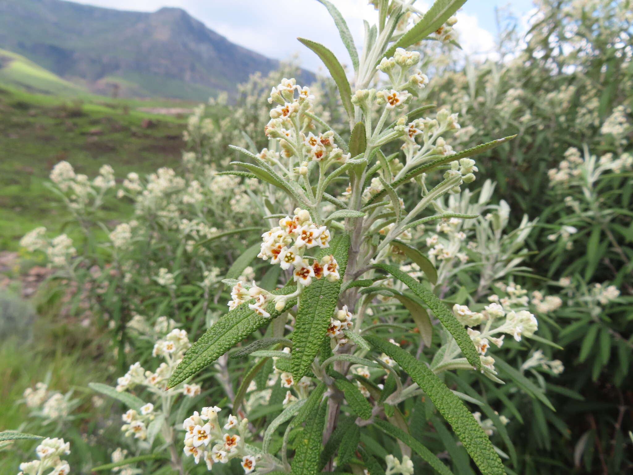 Image of Buddleja loricata Leeuwenberg