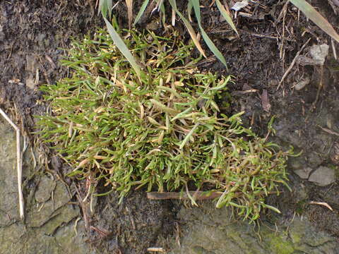 Image of Dwarf Candy-Flower