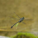 Imagem de Sieboldius albardae Selys 1886