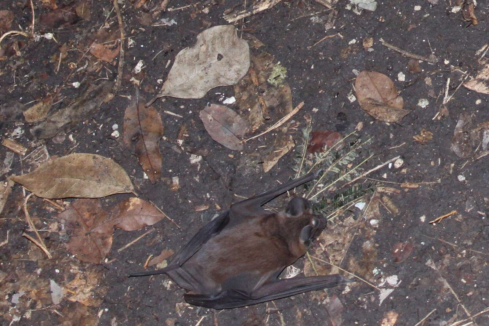 Image of broad-eared bat