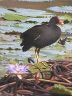 Image of Gallinula chloropus pyrrhorrhoa Newton & A 1861