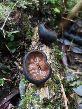 Image of Plectania chilensis (Mont.) Gamundí 1971