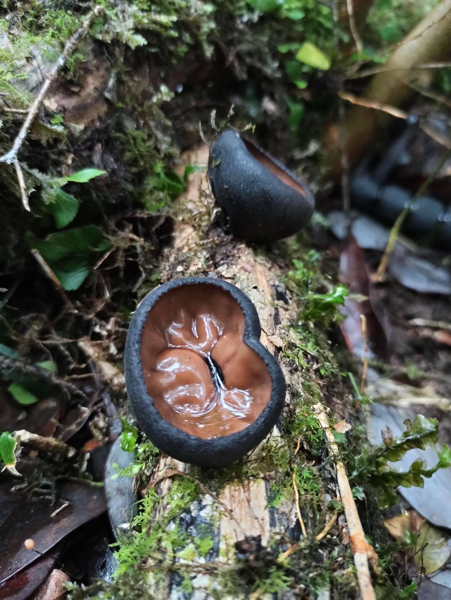 Imagem de Plectania chilensis (Mont.) Gamundí 1971