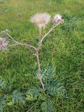 Imagem de Cynara syriaca Boiss.