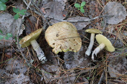 Image of Slippery white bolete