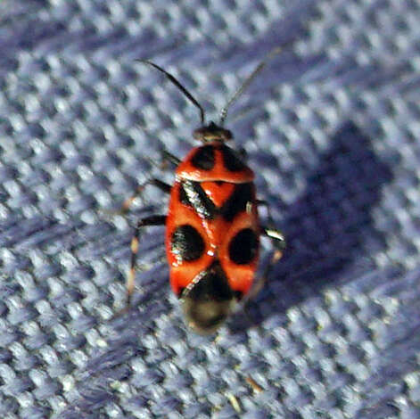 Image of Deraeocoris histrio (Reuter 1876)