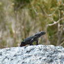 Image of Liolaemus umbrifer Espinoza & Lobo 2003