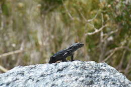 Image of Liolaemus umbrifer Espinoza & Lobo 2003