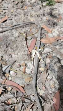 Image of Caladenia atrata D. L. Jones