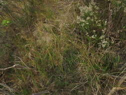 Image of Thamnochortus fruticosus P. J. Bergius