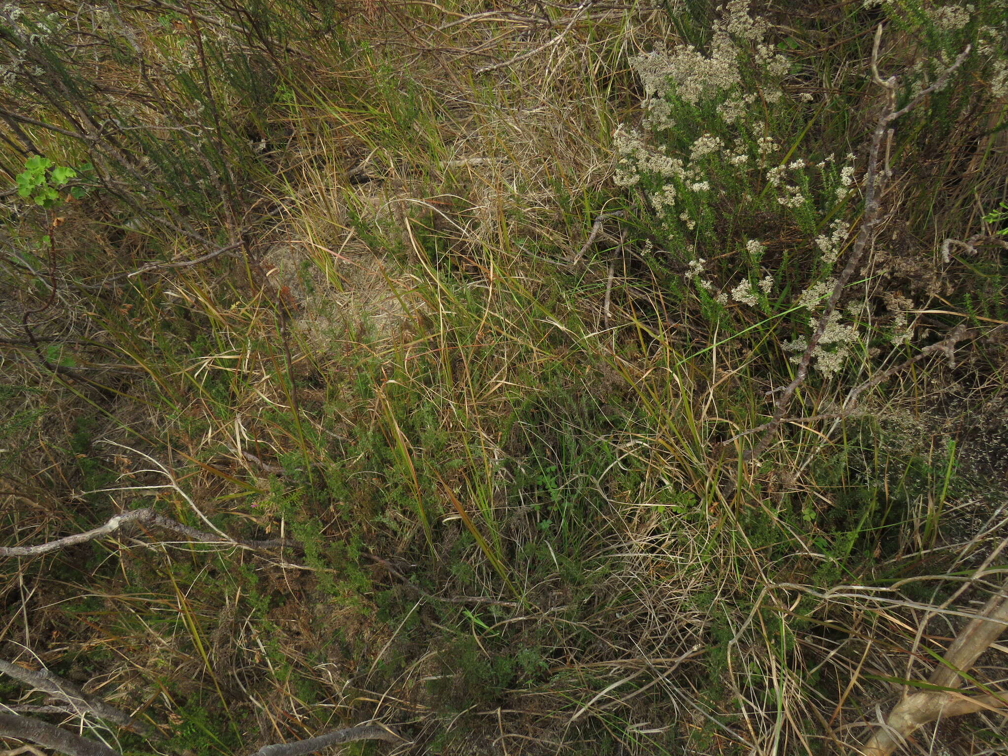 Image of Thamnochortus fruticosus P. J. Bergius