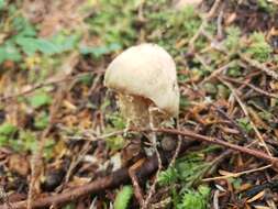 Image of Cortinarius caperatus (Pers.) Fr. 1838