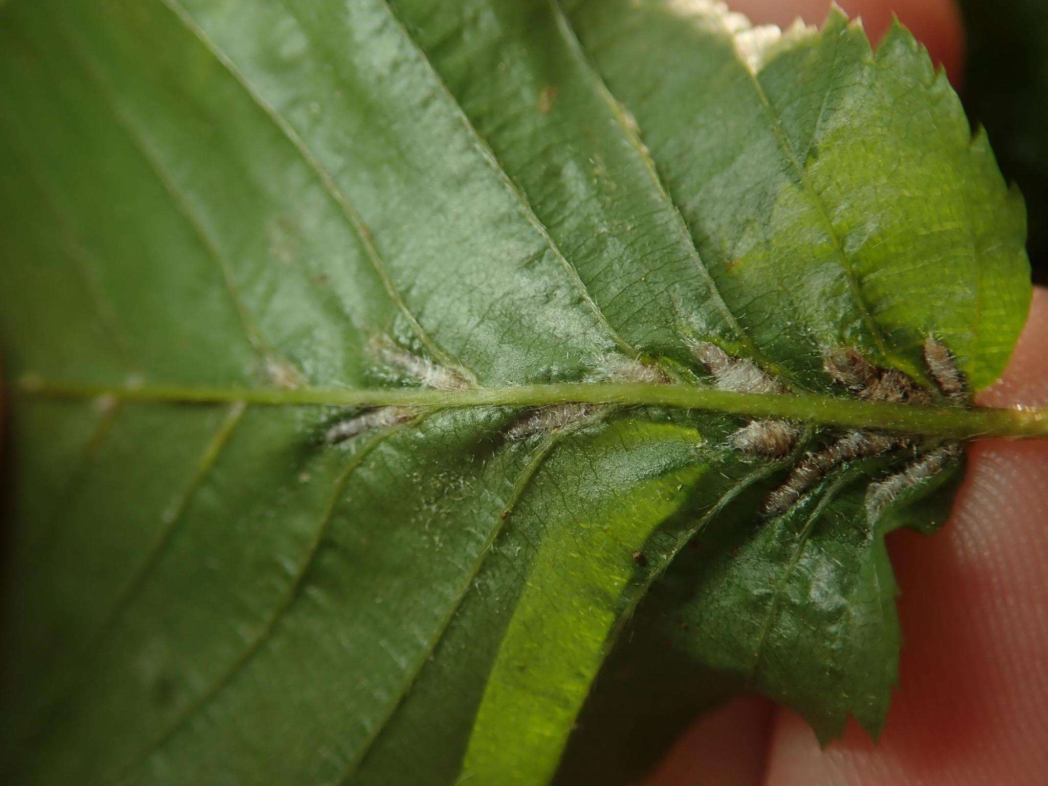 Image of <i>Aceria tenella</i>