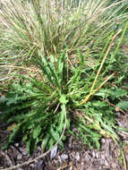 Image of Common Dandelion