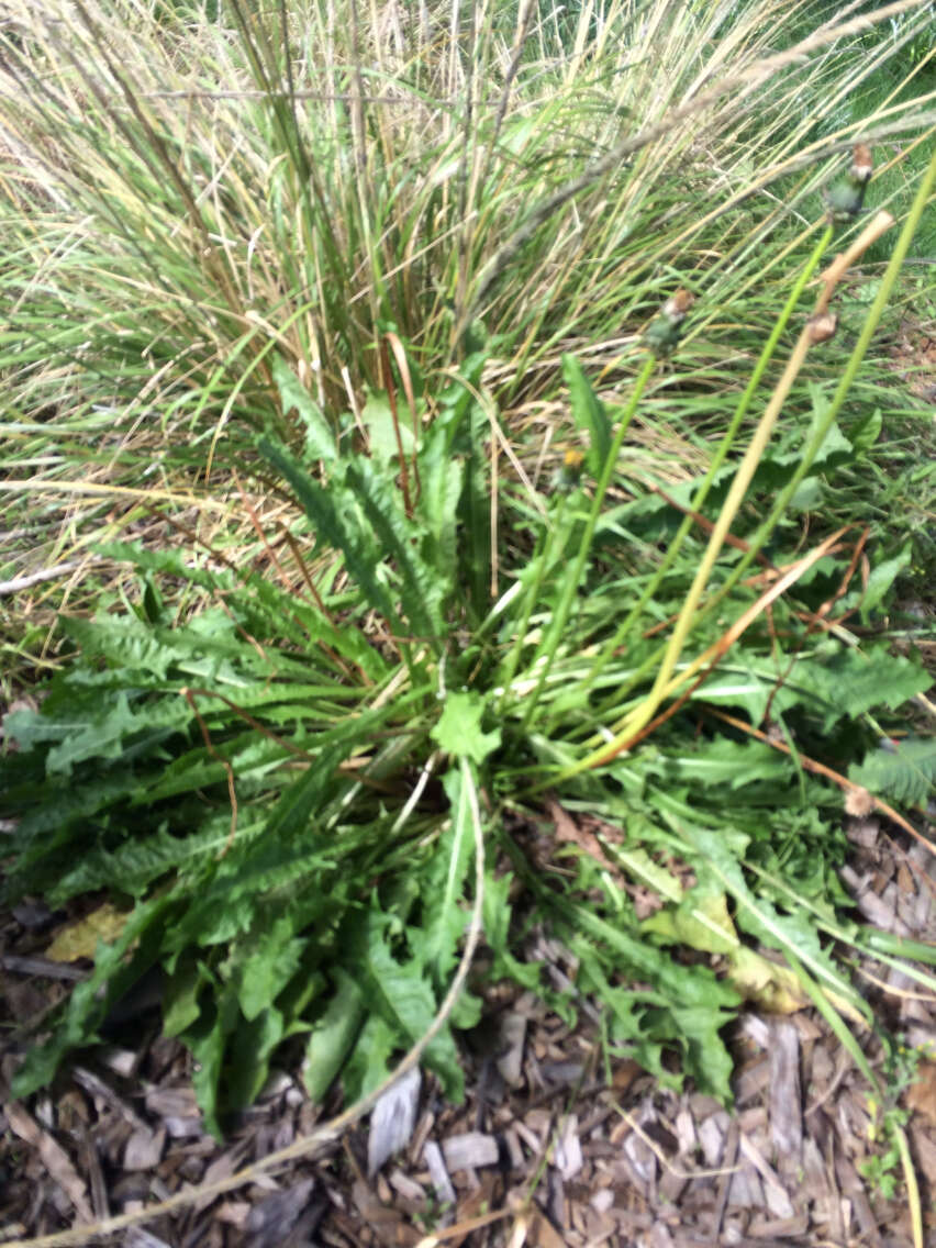 Image of Common Dandelion