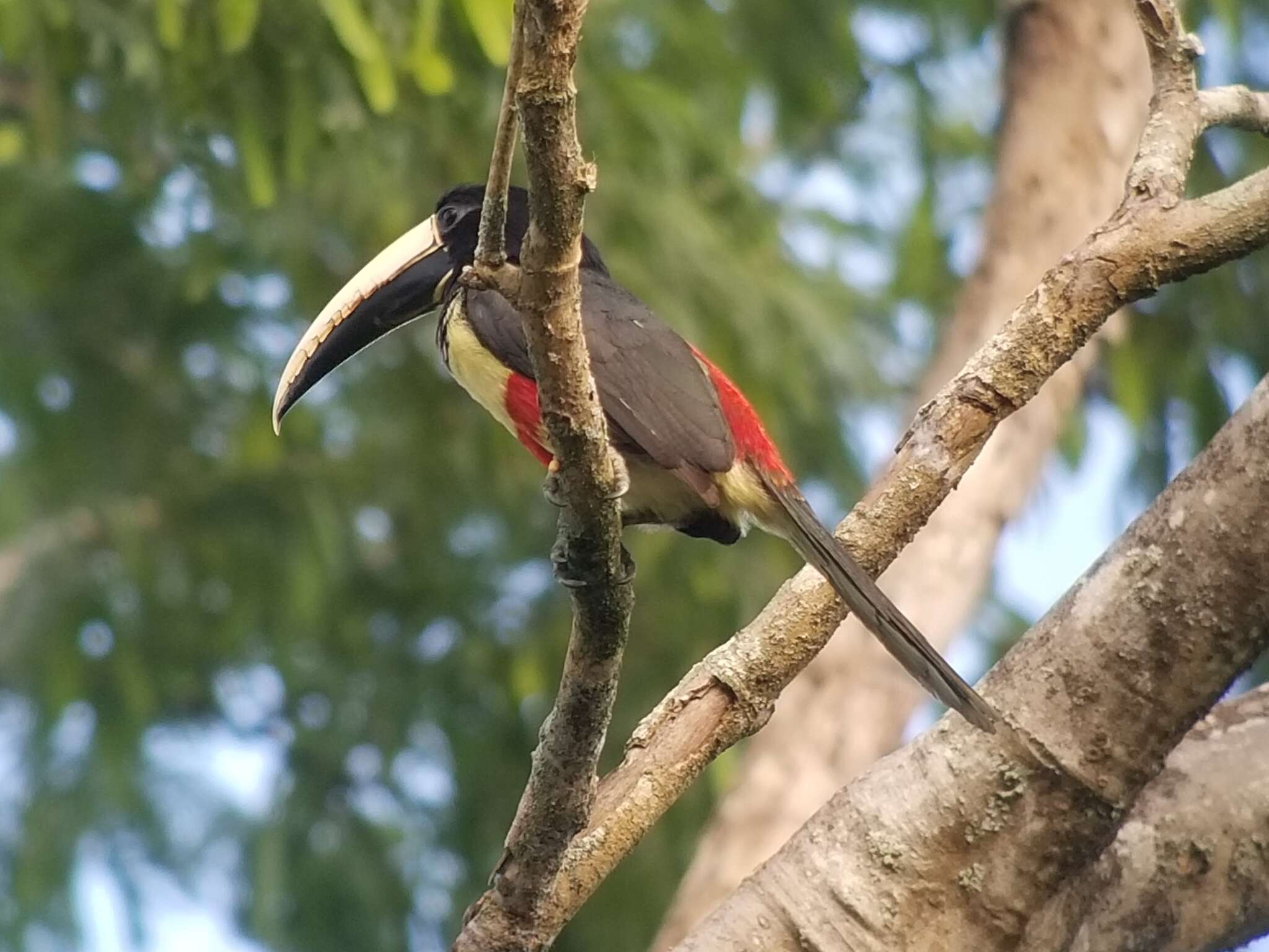 Image of Black-necked Aracari