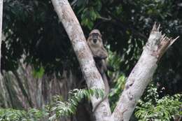 Image of Agile Mangabey