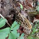 Imagem de Morchella sceptriformis Clowez & Matherly 2012