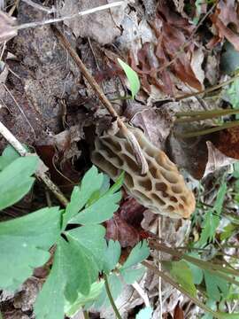 Image of Morchella sceptriformis Clowez & Matherly 2012