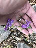 Image of New Mexico beardtongue