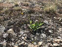 Image de Arnica griscomii subsp. frigida (Iljin) S. J. Wolf