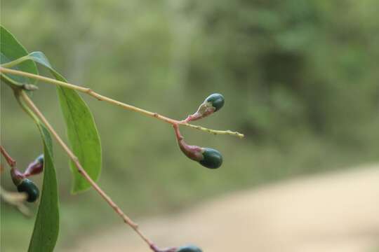 Imagem de Aiouea montana (Sw.) R. Rohde