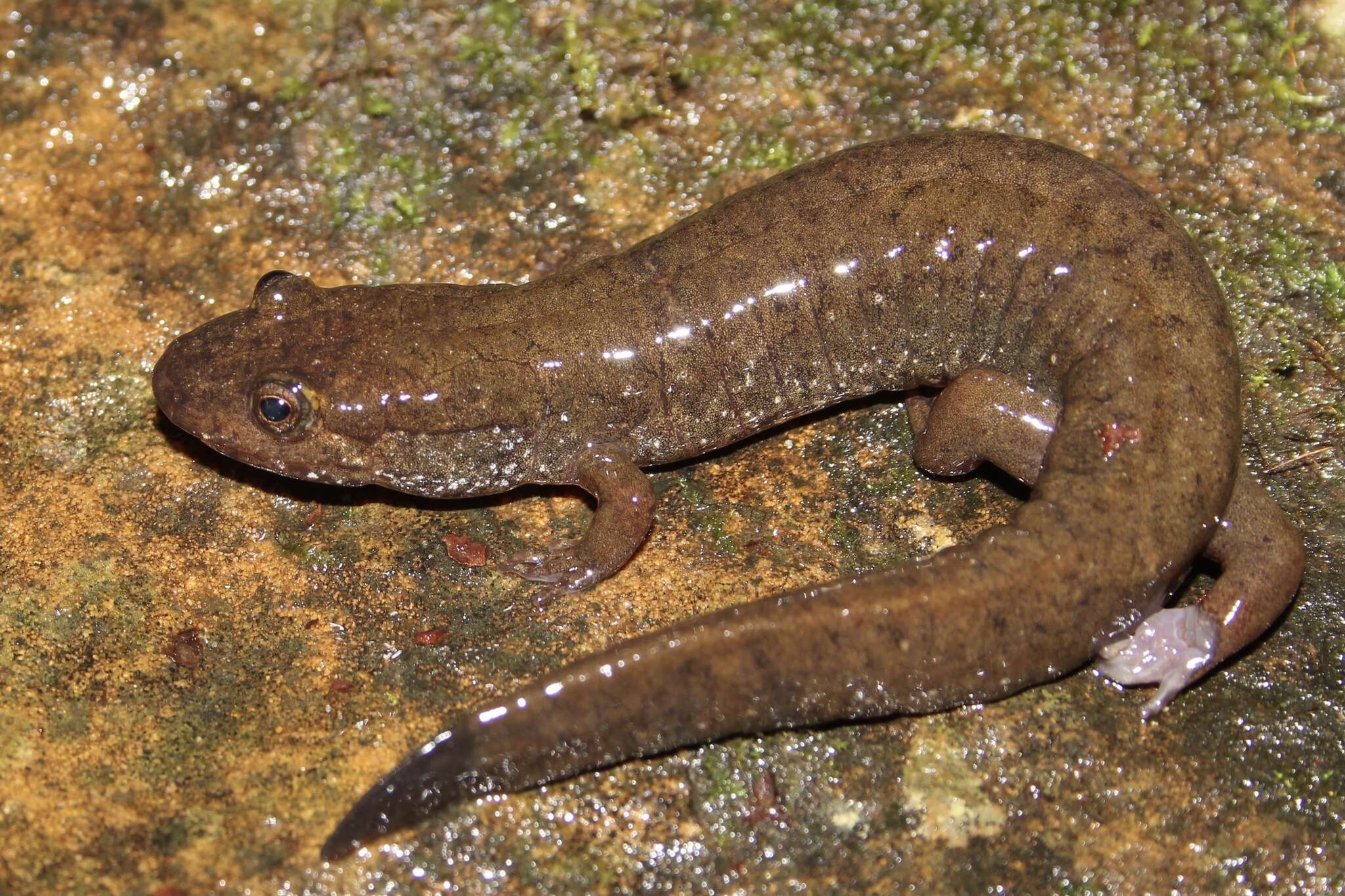 Image of Black mountain salamander